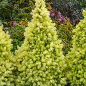 Picea glauca 'J.W. Daisy's White', White Spruce 'J.W. Daisy's White', J.W. Daisy's White Spruce, Alberta Spruce 'J.W. Daisy's White', Picea glauca 'J.W. Daisy's White', Dwarf Alberta Spruce, Dwarf White Spruce, Evergreen Conifer, Evergreen Shrub, Ev