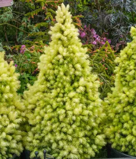 Picea glauca 'J.W. Daisy's White', White Spruce 'J.W. Daisy's White', J.W. Daisy's White Spruce, Alberta Spruce 'J.W. Daisy's White', Picea glauca 'J.W. Daisy's White', Dwarf Alberta Spruce, Dwarf White Spruce, Evergreen Conifer, Evergreen Shrub, Ev
