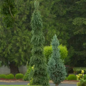 Picea glauca 'Pendula', White Spruce 'Pendula', Weeping White Spruce, Alberta Spruce 'Pendula', Weeping Alberta Spruce, Evergreen Conifer, Evergreen Shrub, Evergreen Tree