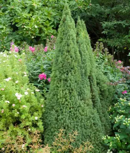 Picea glauca 'Sander’s Blue', White Spruce 'Sander’s Blue', Sander’s Blue White Spruce, Alberta Spruce 'Sander’s Blue', Picea glauca var. albertiana 'Sander’s Blue', Dwarf Alberta Spruce, Dwarf White Spruce, Evergreen Conifer, Evergreen Shrub, Evergreen Tree