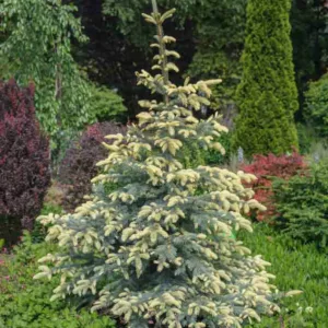 Picea pungens 'Bialobok ', Colorado Spruce 'Bialobok', Blue Spruce 'Bialobok', Evergreen Conifer, Evergreen Shrub, Blue Conifer, Golden Conifer