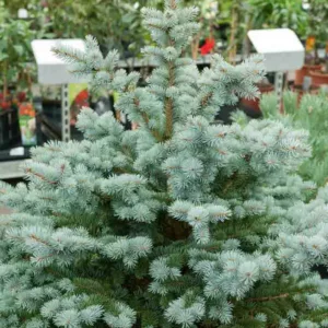 Picea pungens 'Globosa', Colorado Spruce 'Globosa', Picea pungens (Glauca Group) 'Globosa', Picea pungens 'Glauca Globosa', Dwarf Globe Blue Spruce, Evergreen Conifer, Evergreen Shrub, Blue Conifer,