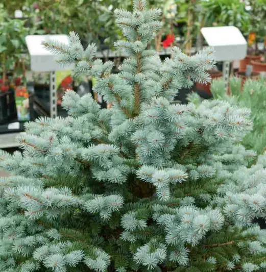 Picea pungens 'Globosa', Colorado Spruce 'Globosa', Picea pungens (Glauca Group) 'Globosa', Picea pungens 'Glauca Globosa', Dwarf Globe Blue Spruce, Evergreen Conifer, Evergreen Shrub, Blue Conifer,