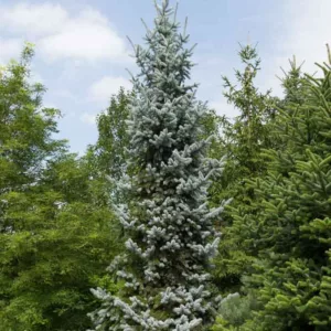 Picea pungens 'Hoopsii', Colorado Spruce 'Hoopsii', Picea pungens (Glauca Group) 'Hoopsii', Hoops' Colorado Blue Spruce, Evergreen Conifer, Evergreen Shrub, Blue Conifer,