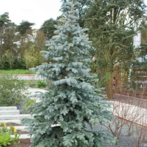 Picea pungens 'Koster', Colorado Spruce 'Koster', Picea pungens (Glauca Group) 'Koster', Picea kosteri 'Glauca', Picea pungens 'Koster Compacta', Evergreen Conifer, Evergreen Shrub, Blue Conifer,