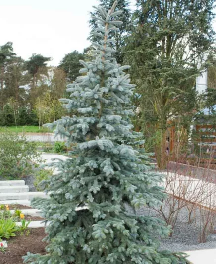 Picea pungens 'Koster', Colorado Spruce 'Koster', Picea pungens (Glauca Group) 'Koster', Picea kosteri 'Glauca', Picea pungens 'Koster Compacta', Evergreen Conifer, Evergreen Shrub, Blue Conifer,