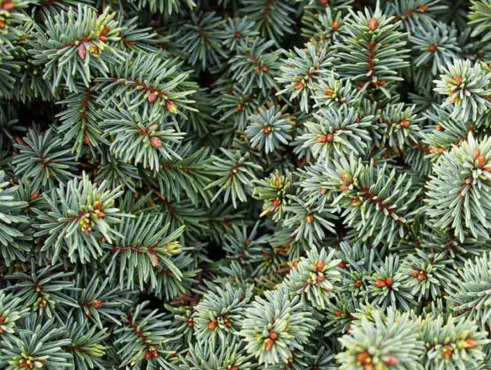 Picea pungens 'Mrs. Cesarini', Colorado Spruce 'Mrs. Cesarini', Mrs. Cesarini Colorado spruce, Evergreen Conifer, Evergreen Shrub, Blue Conifer, Dwarf Spruce, Dwarf Conifer
