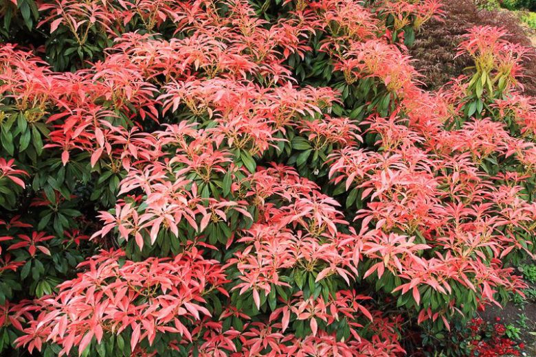 Pieris japonica 'Red Head', Japanese Andromeda 'Red Head', 'Red Head'Japanese Pieris, evergreen shrub, red leaves