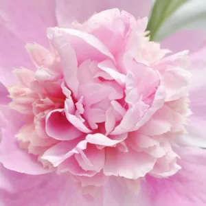 Early Season Pink Peonies, Mid Season Pink Peonies, Late Season Pink Peonies, Peonies Bloom Times
