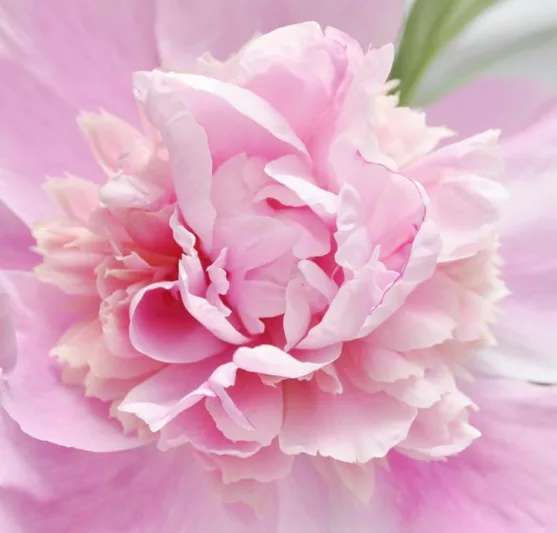 Early Season Pink Peonies, Mid Season Pink Peonies, Late Season Pink Peonies, Peonies Bloom Times