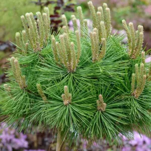 Pinus densiflora 'Low Glow', Japanese Red Pine 'Low Glow', Evergreen Conifer, Evergreen Shrub, Evergreen Tree, Dwarf Pine, Dwarf Conifer,