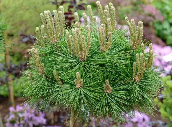 Pinus densiflora 'Low Glow', Japanese Red Pine 'Low Glow', Evergreen Conifer, Evergreen Shrub, Evergreen Tree, Dwarf Pine, Dwarf Conifer,