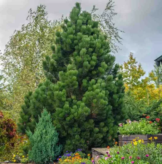 Pinus heldreichii 'Compact Gem', Bosnian Pine 'Compact Gem', Heldreich's Pine 'Compact Gem', Balkan Pine 'Compact Gem', Pinus leucodermis 'Compact Gem', Evergreen Conifer, Evergreen Shrub