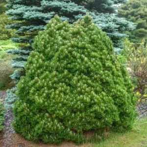 Pinus heldreichii 'Smidtii', Bosnian Pine 'Smidtii', Heldreich's Pine 'Smidtii', Balkan Pine 'Smidtii', Pinus leucodermis 'Schmidtii', Evergreen Conifer, Evergreen Shrub