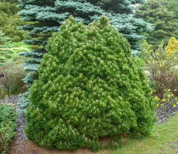 Pinus heldreichii 'Smidtii', Bosnian Pine 'Smidtii', Heldreich's Pine 'Smidtii', Balkan Pine 'Smidtii', Pinus leucodermis 'Schmidtii', Evergreen Conifer, Evergreen Shrub