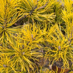 Pinus mugo 'Carstens', Dwarf Mountain Pine 'Carstens', Dwarf Pine 'Carstens', Drooping Cone Pine 'Carstens', Mountain Pine 'Carstens', Swiss Mountain Pine 'Carstens', Pinus mugo 'Carsten’s Wintergold', Evergreen Conifer, Evergreen Shrub, Yellow Conifer