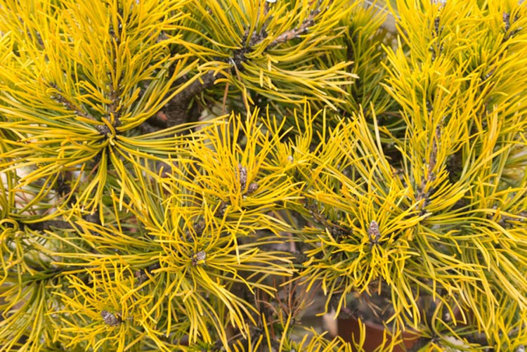 Pinus mugo 'Carstens', Dwarf Mountain Pine 'Carstens', Dwarf Pine 'Carstens', Drooping Cone Pine 'Carstens', Mountain Pine 'Carstens', Swiss Mountain Pine 'Carstens', Pinus mugo 'Carsten’s Wintergold', Evergreen Conifer, Evergreen Shrub, Yellow Conifer
