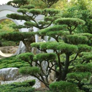 Pinus mugo 'Gnom', Dwarf Mountain Pine 'Gnom', Dwarf Pine 'Gnom', Drooping Cone Pine 'Gnom', Mountain Pine 'Gnom', Swiss Mountain Pine 'Gnom', Evergreen Conifer, Evergreen Shrub, Dwarf Conifer