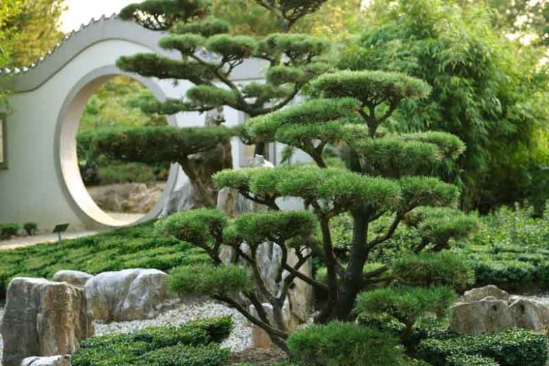 Pinus mugo 'Gnom', Dwarf Mountain Pine 'Gnom', Dwarf Pine 'Gnom', Drooping Cone Pine 'Gnom', Mountain Pine 'Gnom', Swiss Mountain Pine 'Gnom', Evergreen Conifer, Evergreen Shrub, Dwarf Conifer