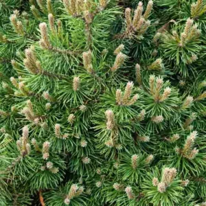 Pinus mugo 'Humpy', Dwarf Mountain Pine 'Humpy', Dwarf Pine 'Humpy', Drooping Cone Pine 'Humpy', Mountain Pine 'Humpy', Swiss Mountain Pine 'Humpy', Pinus mugo 'Humpy', Evergreen Conifer, Evergreen Shrub