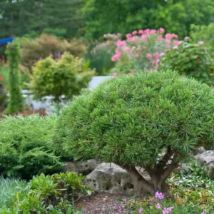 Pinus mugo 'Mops', Dwarf Mountain Pine 'Mops', Dwarf Pine 'Mops', Drooping Cone Pine 'Mops', Mountain Pine 'Mops', Swiss Mountain Pine 'Mops', Pinus mugo 'Mops', Evergreen Conifer, Evergreen Shrub