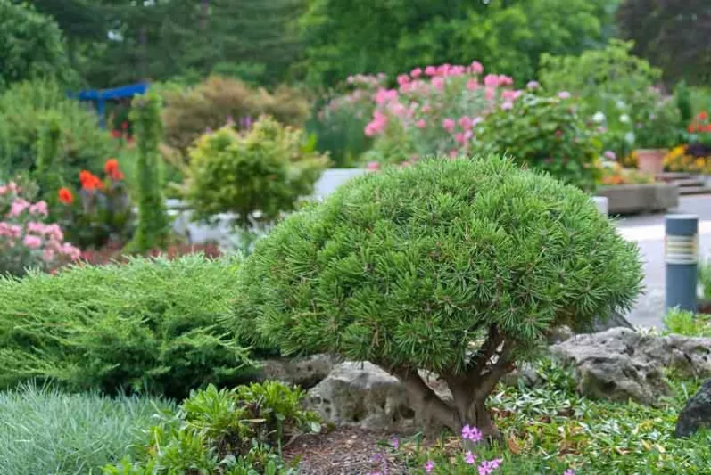 Pinus mugo 'Mops', Dwarf Mountain Pine 'Mops', Dwarf Pine 'Mops', Drooping Cone Pine 'Mops', Mountain Pine 'Mops', Swiss Mountain Pine 'Mops', Pinus mugo 'Mops', Evergreen Conifer, Evergreen Shrub