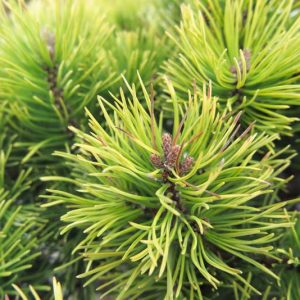 Pinus mugo 'Ophir', Dwarf Mountain Pine 'Ophir', Dwarf Pine 'Ophir', Drooping Cone Pine 'Ophir', Mountain Pine 'Ophir', Swiss Mountain Pine 'Ophir',Evergreen Conifer, Evergreen Shrub, Yellow Conifer
