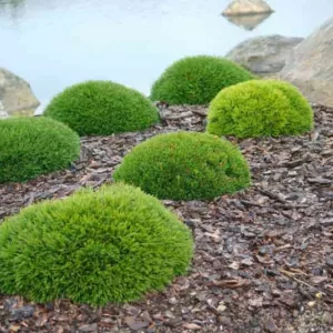 Pinus mugo var. pumilio, Dwarf Mountain Pine, Dwarf Pine', Drooping Cone Pine', Mountain Pine, Swiss Mountain Pine, Mugo Pine, Evergreen Conifer, Evergreen Shrub
