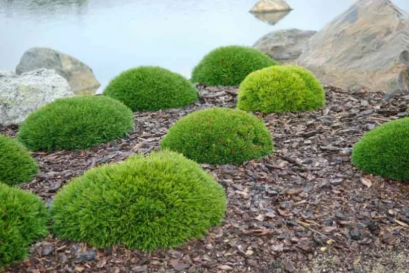 Pinus mugo var. pumilio, Dwarf Mountain Pine, Dwarf Pine', Drooping Cone Pine', Mountain Pine, Swiss Mountain Pine, Mugo Pine, Evergreen Conifer, Evergreen Shrub