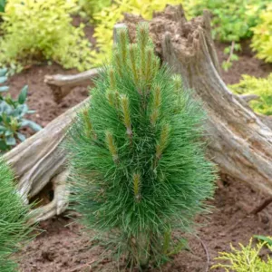 Pinus nigra 'Green Tower', Austrian Pine 'Green Tower', Black Pine 'Green Tower', Calabrian Pine 'Green Tower', Corsican Pine 'Green Tower', Larch Pine 'Green Tower', European Black Pine 'Green Tower', Evergreen Conifer, Evergreen Shrub, Conifer,European Black Pine