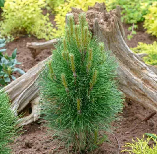 Pinus nigra 'Green Tower', Austrian Pine 'Green Tower', Black Pine 'Green Tower', Calabrian Pine 'Green Tower', Corsican Pine 'Green Tower', Larch Pine 'Green Tower', European Black Pine 'Green Tower', Evergreen Conifer, Evergreen Shrub, Conifer,European Black Pine