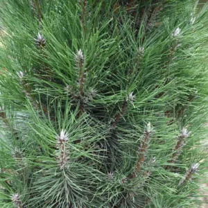 Pinus nigra 'Komet', Austrian Pine 'Komet', Black Pine 'Komet', Calabrian Pine 'Komet', Corsican Pine 'Komet', Larch Pine 'Komet', European Black Pine 'Komet', Evergreen Conifer, Evergreen Shrub, Conifer,European