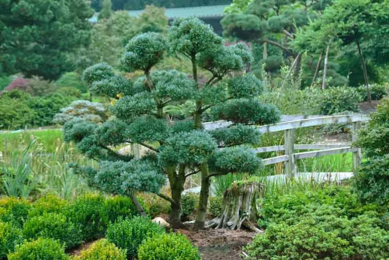 Pinus parviflora 'Glauca', Pinus parviflora Glauca Group,  Japanese White Pine 'Glauca', Conifer, Evergreen Tree, Evergreen Shrub, Blue Conifer