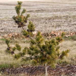 Pinus parviflora 'Goldylocks', Japanese White Pine 'Goldylocks', Goldylocks Japanese White Pine, Pinus parviflora 'Goldilocks', Pinus parviflora 'Dr. Landis Gold',Pinus parviflora 'Tenysu-kazu', Conifer, Evergreen Tree, Evergreen Shrub, Blue Conifer