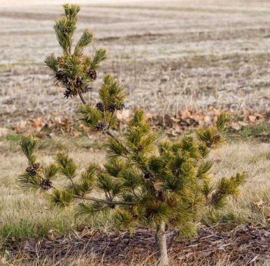 Pinus parviflora 'Goldylocks', Japanese White Pine 'Goldylocks', Goldylocks Japanese White Pine, Pinus parviflora 'Goldilocks', Pinus parviflora 'Dr. Landis Gold',Pinus parviflora 'Tenysu-kazu', Conifer, Evergreen Tree, Evergreen Shrub, Blue Conifer