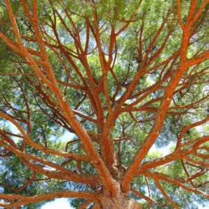 Pinus pinea, IItalian Stone Pine, Stone Pine, Umbrella Pine, Mediterranean Stone Pine, Pesto Pine, Pliny Pine, Evergreen Conifer, Evergreen Shrub, Evergreen Tree,