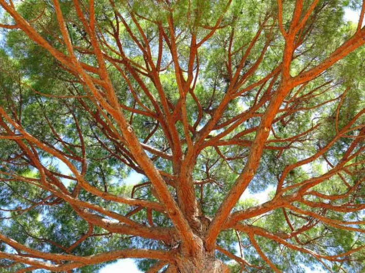 Pinus pinea, IItalian Stone Pine, Stone Pine, Umbrella Pine, Mediterranean Stone Pine, Pesto Pine, Pliny Pine, Evergreen Conifer, Evergreen Shrub, Evergreen Tree,