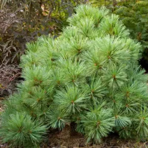 Pinus strobus 'Blue Shag', Eastern White Pine 'Blue Shag', Weymouth Pine 'Blue Shag', North American Pumpkin Pine 'Blue Shag', North American White Pine 'Blue Shag', White Pine 'Blue Shag', Evergreen Tree, Evergreen Shrub, Conifer