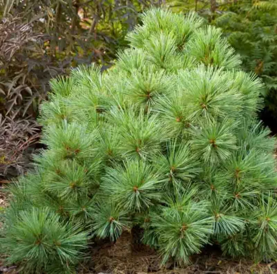 Pinus strobus 'Blue Shag', Eastern White Pine 'Blue Shag', Weymouth Pine 'Blue Shag', North American Pumpkin Pine 'Blue Shag', North American White Pine 'Blue Shag', White Pine 'Blue Shag', Evergreen Tree, Evergreen Shrub, Conifer
