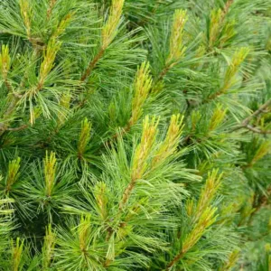 Pinus strobus 'Densa', Eastern White Pine 'Densa', Weymouth Pine 'Densa', North American Pumpkin Pine 'Densa', North American White Pine 'Densa', White Pine 'Densa', Evergreen Tree, Evergreen Shrub, Conifer