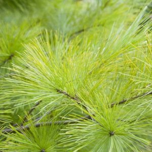 Pinus strobus 'Louie', Eastern White Pine 'Louie', Weymouth Pine 'Louie', North American Pumpkin Pine 'Louie', North American White Pine 'Louie', White Pine 'Louie', Evergreen Tree, Evergreen Shrub, Conifer