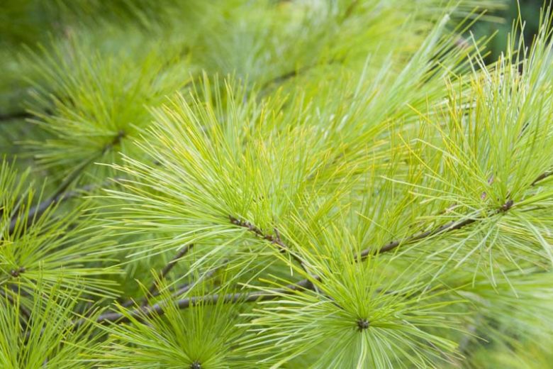 Pinus strobus 'Louie', Eastern White Pine 'Louie', Weymouth Pine 'Louie', North American Pumpkin Pine 'Louie', North American White Pine 'Louie', White Pine 'Louie', Evergreen Tree, Evergreen Shrub, Conifer