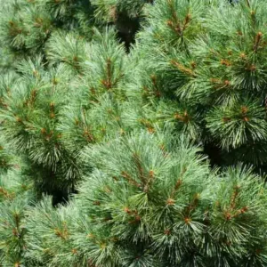 Pinus strobus 'Nana', Eastern White Pine 'Nana', Weymouth Pine 'Nana', North American Pumpkin Pine 'Nana', North American White Pine 'Nana', White Pine 'Nana', Evergreen Tree, Evergreen Shrub, Conifer