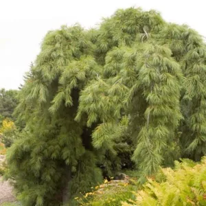 Pinus strobus 'Pendula', Eastern White Pine 'Pendula', Weymouth Pine 'Pendula', North American Pumpkin Pine 'Pendula', North American White Pine 'Pendula', White Pine 'Pendula', Evergreen Tree, Evergreen Shrub, Conifer