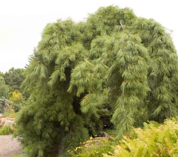 Pinus strobus 'Pendula', Eastern White Pine 'Pendula', Weymouth Pine 'Pendula', North American Pumpkin Pine 'Pendula', North American White Pine 'Pendula', White Pine 'Pendula', Evergreen Tree, Evergreen Shrub, Conifer