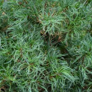 Pinus strobus 'Tiny Kurls', Eastern White Pine 'Tiny Kurls', Weymouth Pine 'Tiny Kurls', North American Pumpkin Pine 'Tiny Kurls', North American White Pine 'Tiny Kurls', White Pine 'Tiny Kurls', Evergreen Tree, Evergreen Shrub, Conifer