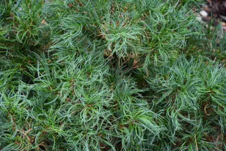 Pinus strobus 'Tiny Kurls', Eastern White Pine 'Tiny Kurls', Weymouth Pine 'Tiny Kurls', North American Pumpkin Pine 'Tiny Kurls', North American White Pine 'Tiny Kurls', White Pine 'Tiny Kurls', Evergreen Tree, Evergreen Shrub, Conifer