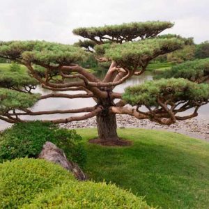 Pinus sylvestris, Scotch Pine, Scots Pine, Archangel Redwood, Baltic Redwood, Scotch Fir, Scots Fir, Norway Fir, Evergreen Conifer, Evergreen Shrub, Evergreen Tree,