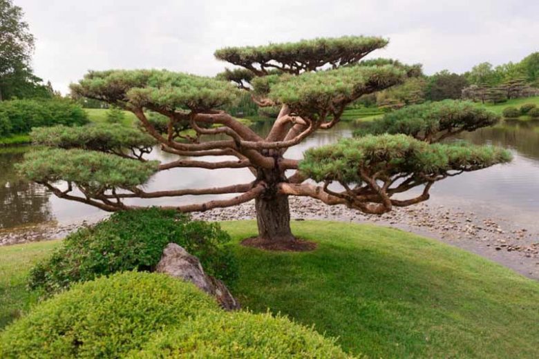 Pinus sylvestris, Scotch Pine, Scots Pine, Archangel Redwood, Baltic Redwood, Scotch Fir, Scots Fir, Norway Fir, Evergreen Conifer, Evergreen Shrub, Evergreen Tree,
