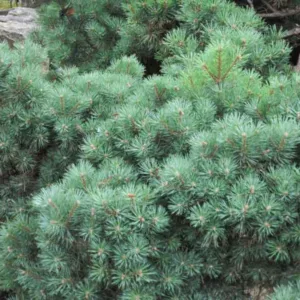 Pinus sylvestris 'Beuvronensis', Scotch Pine 'Beuvronensis', Scots Pine 'Beuvronensis', Archangel Redwood 'Beuvronensis', Baltic Redwood 'Beuvronensis', Scotch Fir 'Beuvronensis', Scots Fir 'Beuvronensis', Norway Fir 'Beuvronensis', Evergreen Conifer, Evergreen Shrub, Evergreen Tree,